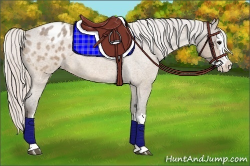 Horse Color:Silver Bay Roan Splash Appaloosa 