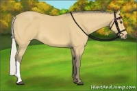 Horse Color:Silver Buckskin 