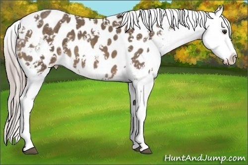 Horse Color:Chocolate Palomino Sabino Appaloosa 