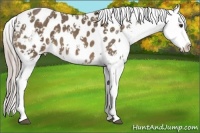 Horse Color:Chocolate Palomino Sabino Appaloosa