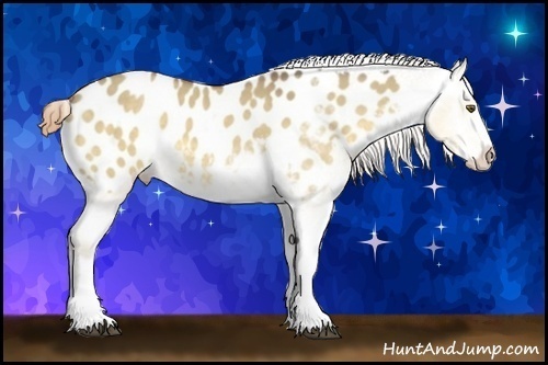 Horse Color:Buckskin Dun Sabino Appaloosa Rabicano 