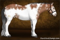 Horse Color:White Spotted Bay Frame 