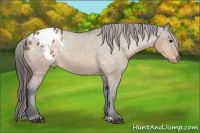 Horse Color:Brown Dun Sabino Blanket Rabicano 