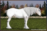 Horse Color:Bay Sabino Splash Appaloosa 