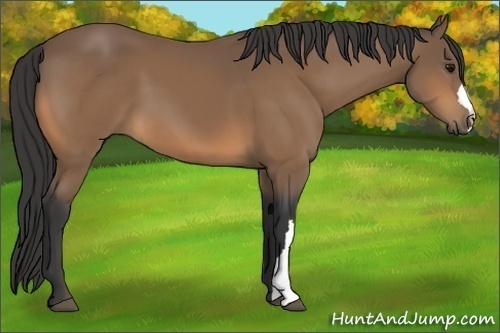 Horse Color:Buckskin