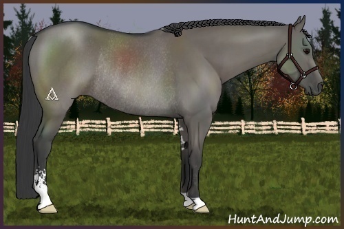 Horse Color:Grullo Sabino Rabicano 