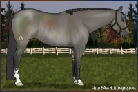 Horse Color:Grullo Sabino Rabicano 