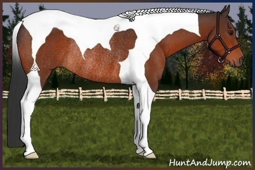 Horse Color:Bay Tobiano Rabicano 