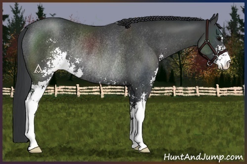 Horse Color:Black Sabino Rabicano 