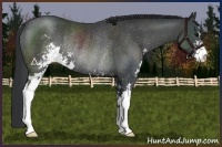 Horse Color:Black Sabino Rabicano 