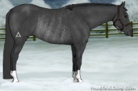 Horse Color:Black Rabicano 