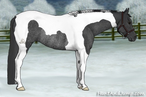 Horse Color:Black Tobiano Rabicano 
