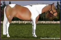 Horse Color:Silver Bay Tobiano