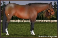 Horse Color:Bay Sabino 