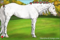 Horse Color:White Spotted Silver Bay Appaloosa 