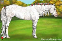 Horse Color:White Spotted Silver Bay Appaloosa