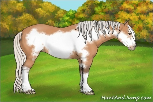 Horse Color:Silver Bay Frame