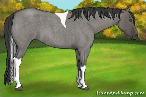 Horse Color:Grullo Roan Tobiano 