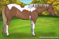 Horse Color:Chestnut Tobiano Rabicano 