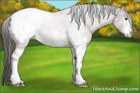 Horse Color:White Spotted Liver Chestnut Appaloosa 
