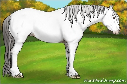 Horse Color:White Spotted Liver Chestnut Near Fewspot