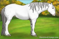 Horse Color:White Spotted Liver Chestnut Near Fewspot 