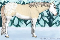 Horse Color:Palomino Roan Dun Splash Varnish 