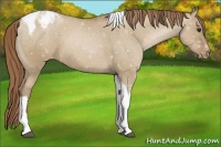 Horse Color:Grullo Pearl Tobiano Varnish 