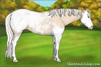 Horse Color:Silver Amber Champagne Roan Splash Appaloosa 