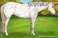 Horse Color:Chestnut Appaloosa 