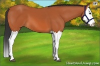 Horse Color:Bay Splash 
