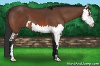 Horse Color:Bay Splash Frame
