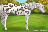 Horse Color:Liver Chestnut Appaloosa 