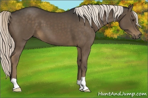 Horse Color:Liver Chestnut 