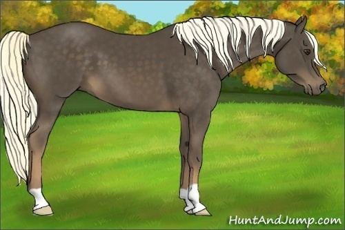Horse Color:Liver Chestnut 