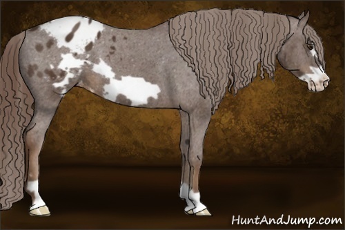 Horse Color:Liver Chestnut Frame Appaloosa 