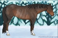 Horse Color:Liver Chestnut Rabicano 