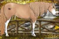 Horse Color:Gold Champagne Sabino 