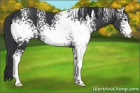 Horse Color:White Spotted Black 