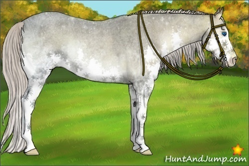 Horse Color:Silver Blue Onyx Ice Roan Splash