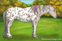 Horse Color:Painted Classic Champagne Sabino Tobiano Appaloosa
