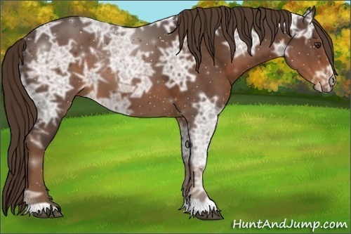 Horse Color:Liver Chestnut Ice 