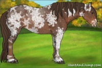 Horse Color:Liver Chestnut Ice 