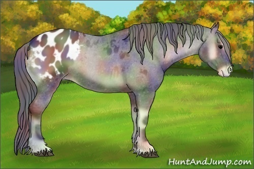 Horse Color:Nacre Blue Onyx Appaloosa Rabicano 