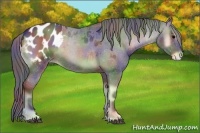 Horse Color:Nacre Blue Onyx Blanket Rabicano 