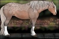 Horse Color:Silver Brown Ice Appaloosa Rabicano 