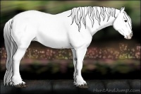Horse Color:White Spotted Brown Ice