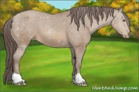Horse Color:Sable Champagne Appaloosa