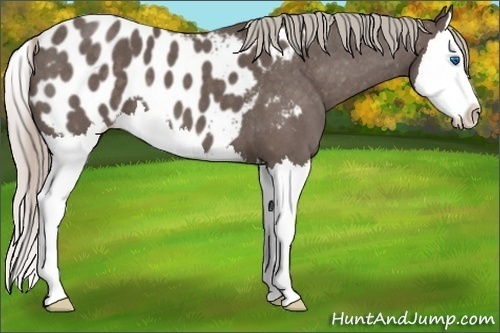 Horse Color:Silver Blue Roan Sabino Splash Near Leopard 