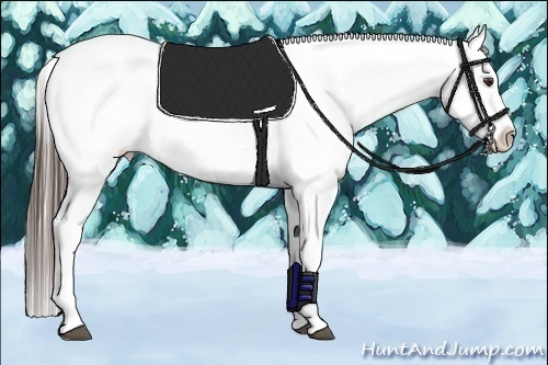 Horse Color:Liver Chestnut Near Leopard 